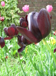 SX22302 Tulips in front garden.jpg